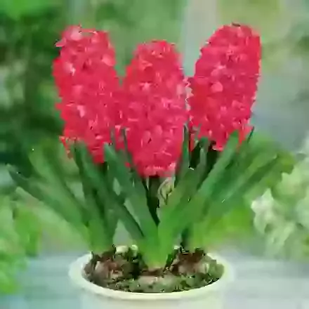 Prepared Christmas Hyacinths